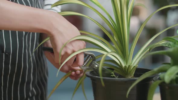 Close Up Of Woman's Hands Holding Pruning Shears And Trimming Plants At Home