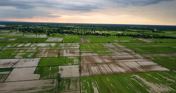 Aerial Rice Paddt Field 4k