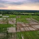 Aerial Rice Paddt Field 4k - VideoHive Item for Sale