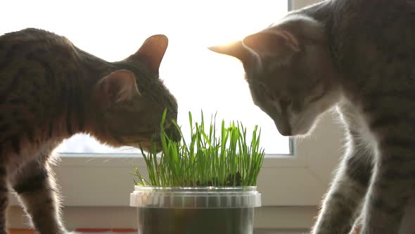Two Cats Eat Cat Grass