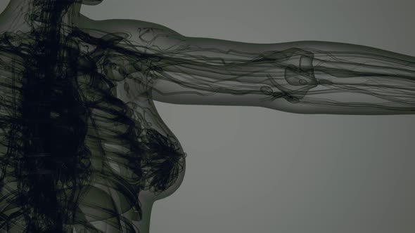 3D MRI Woman Body Scan