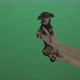 Female Hands Holding Chihuahua Dog Over Green screen Background - VideoHive Item for Sale