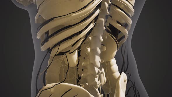 Science Anatomy of Human Blood Vessels alt