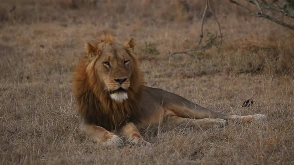 Male African lion looks around while resting