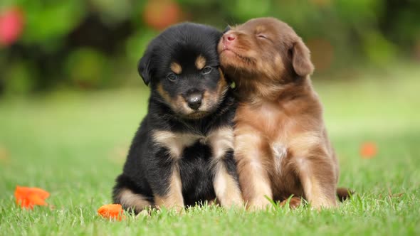 Two cute baby dogs brown and black puppys playing at the park, slow motion