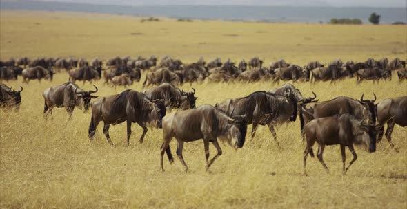 Herd of bison walking