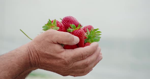 Close Up of Hands of Mature Person Holding Ripe Strawberries