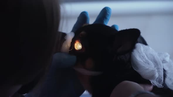 Veterinarian Ophthalmologist Examining Eyes of Dog