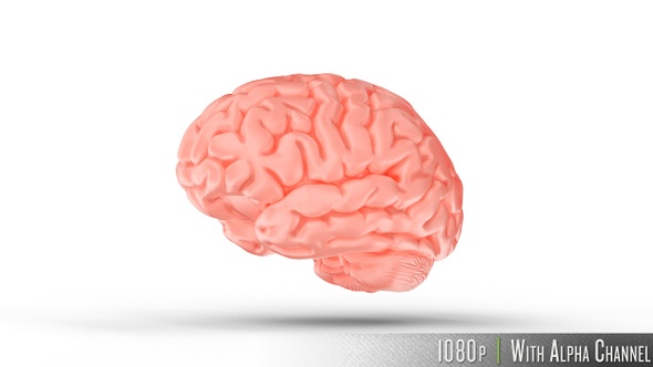 Human Brain with Alpha Channel