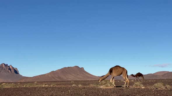 Brown Camels Eating Bushes in Desert Near Mountain Ridge in Sunny Day