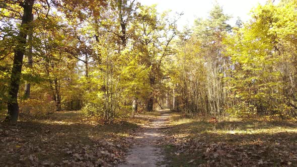 Autumn Forest with Trees By Day