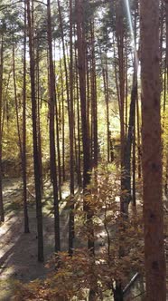 Vertical Video Forest with Trees in the Fall