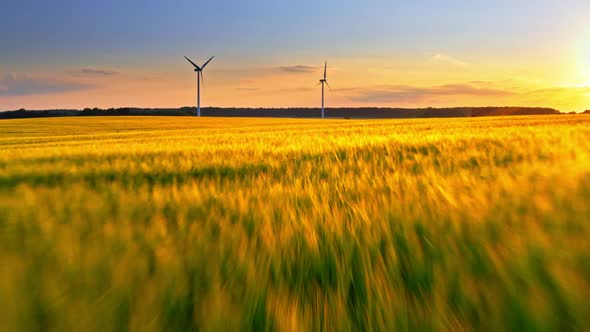 Gold field wheat and wind turbines at sunset, aerial view