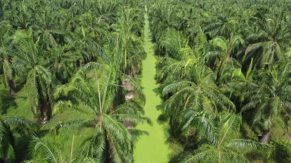 Aerial fly over oil palm plantation with algae plant