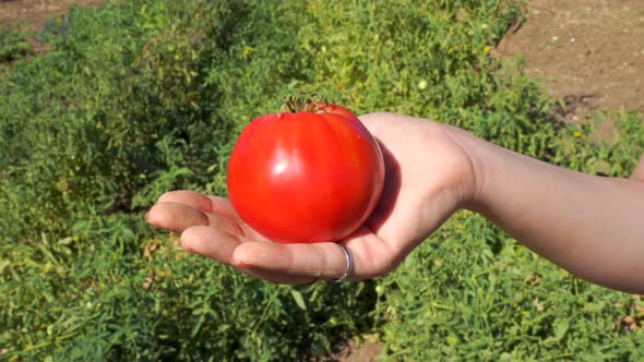 farmer picking tomatoes in garden