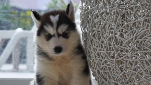 Cute Siberian Husky Puppy Playing Slow Motion