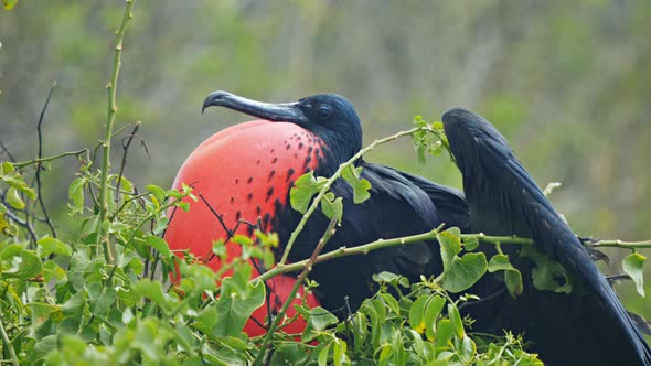 close up of a male magnificent frigatebird on isla lobos in the galalagos