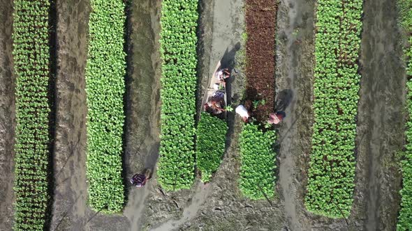 Aerial view of farmers doing the harvest in Banaripara, Barisal, Bangladesh.