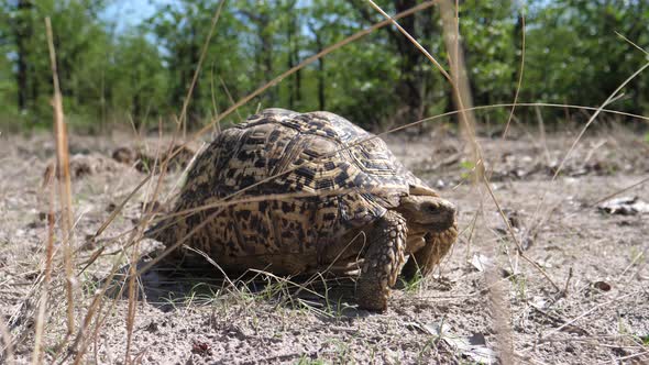 Leopard tortoise walks slowly away