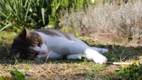 A Cat Lies on a Ground in a Garden, Tries To Catch a Stick
