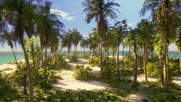 Desert Island with Palm Trees on the Beach