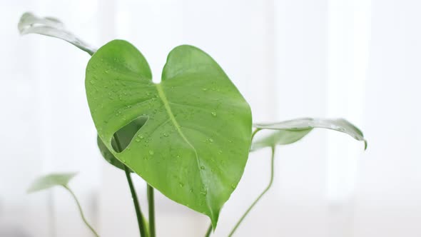 Monstera or Swiss-cheese plant tropical green leaf exotic in a flower pot on the table with white cu