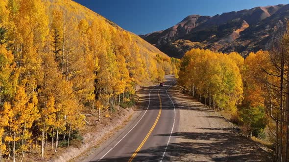 Yellow Autumn Aspen Tree Leaves