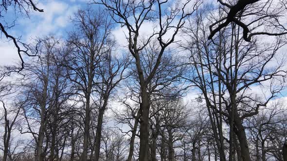 Forest with Trees Without Leaves During the Day