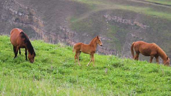 A Small Brown Foal Surrounded By Her Herd and Mother Horse on a Green Mountain Pasture in the