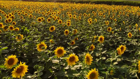 Close Up Agriculture Sunflowers Field