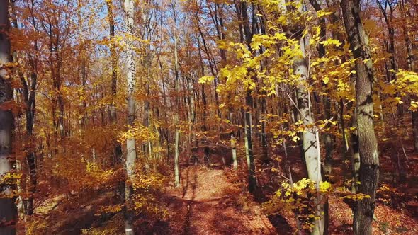 Flight Through Autumn Forest