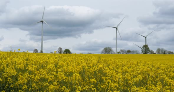Field of rapeseed (Brassica napus)and wind turbines, in Brittany, France