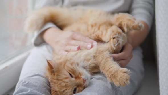 Woman Is Stroking Cute Ginger Cat on Windowsill. Fluffy Pet Purring with Pleasure. Cozy Home