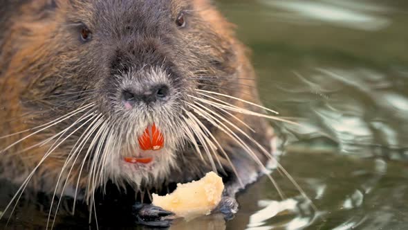 Close-up frontal shot of Nutria eating a root with forepaws in water; shallow focus, prominent whisk