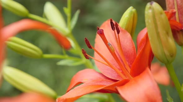 Tiger lily  plant details shallow DOF 4K 2160p 30fps UltraHD footage - Close-up of orange Lilium bul