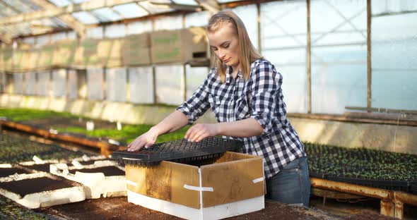 Close Up of Female Gardener Arranges Seedlings