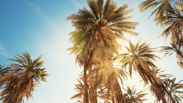 Palm Trees at Sunset Light and Sky alt