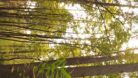 Vertical Video of an Autumn Forest During the Day in Ukraine