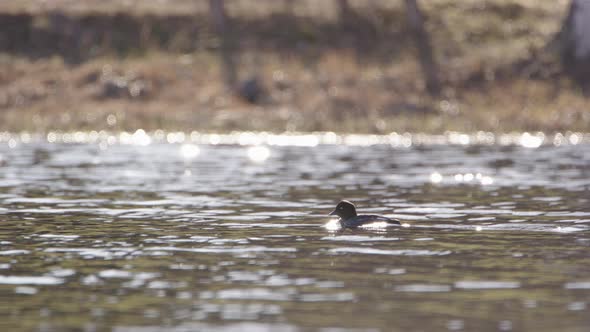 Common goldeneye duck in a river reflecting sunlight, Sweden, wide shot pan left