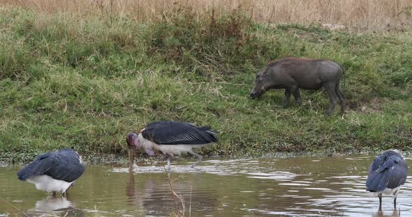 Marabou Stork, leptoptilos crumeniferus, Group Fishing at the Water Hole, Masai Mara Park in Kenya