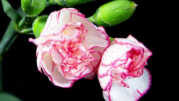 Tender White Pink Carnation Flowers Bloom in Time Lapse on a Black Background