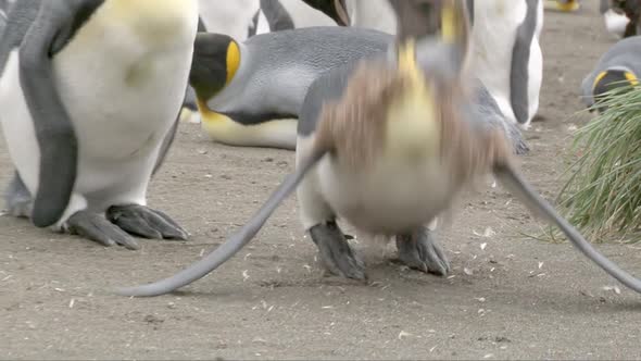 King Penguin (Aptenodytes patagonicus) chick moulting and Adult is harrassing him