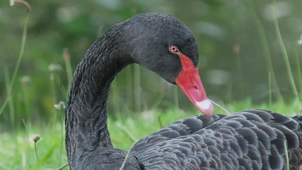 Black Swan, Cygnus Atratus. Large Waterbird Is Cleaning Its Feathers.