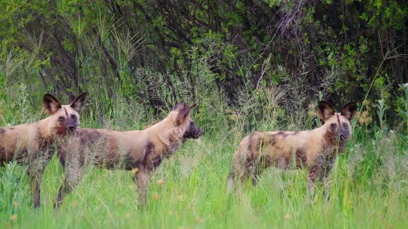 Telephoto shot panning across a pack of African Wild Dogs in the Okavango Delta in Botswana.