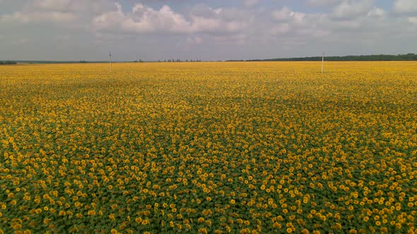 Agriculture Field with Blooming Sunflowers