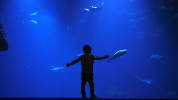 Amazing Nature, Small Boy with Raised Arms Touches the Aquarium Glass with Sharks and Fishes 