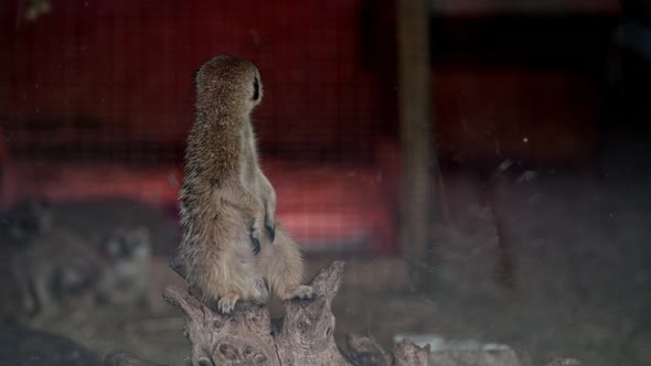 Meerkat animal in captivity