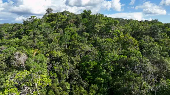 Stunning landscape of Amazon Forest at Amazonas State Brazil.