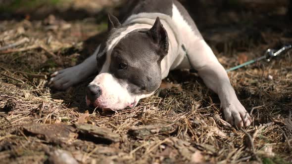 Closeup Portrait of American Staffordshire Terrier Lying in Autumn Fall Forest Looking Around