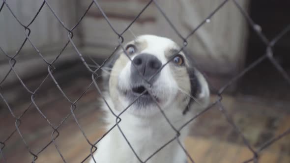 Homeless Dogs in a Dog Shelter